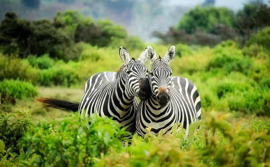 Animals of the Philippines: A Linguistic Zoo